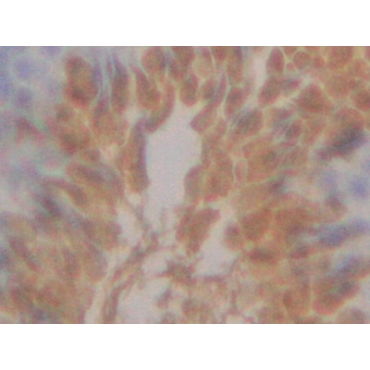 Intelectin 1 (ITLN1) Mouse Polyclonal Antibody