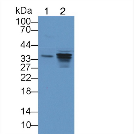 Intelectin 1 (ITLN1) Rat Polyclonal Antibody