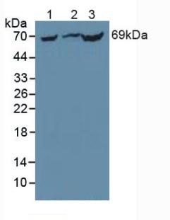 Phosphoenolpyruvate Carboxykinase 1, Soluble (PCK1) Mouse Polyclonal Antibody