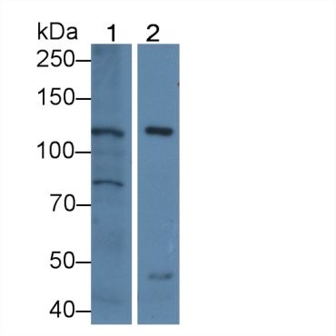 Nephrin (NPHN) Human Polyclonal Antibody