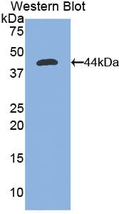 Nephrin (NPHN) Rat Polyclonal Antibody