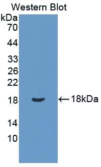 Podocin (PDCN) Rat Polyclonal Antibody