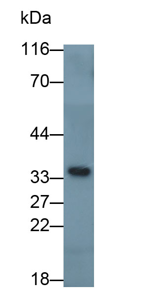 Podocin (PDCN) Rat Polyclonal Antibody