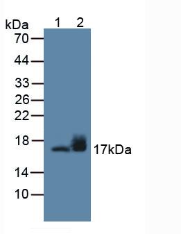 Gamma-synuclein (SNCG) Rat Polyclonal Antibody
