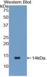 Immunoglobulin Lambda Like Polypeptide 1 (IglL1) Mouse Polyclonal Antibody