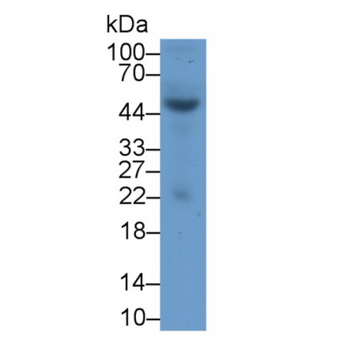 Heat Shock Transcription Factor 4 (HSF4) Human Polyclonal Antibody