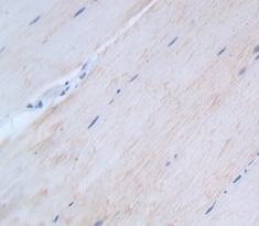 Heat Shock Transcription Factor 4 (HSF4) Rat Polyclonal Antibody