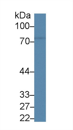 Cluster Of Differentiation 6 (CD6) Rat Polyclonal Antibody