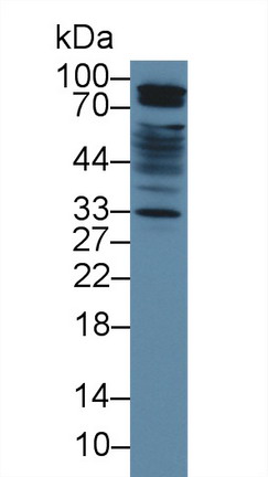 Signal Regulatory Protein Alpha (SIRPa) Mouse Polyclonal Antibody