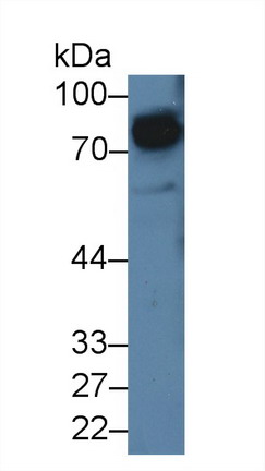 Signal Regulatory Protein Alpha (SIRPa) Rat Polyclonal Antibody