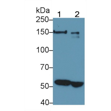 L1-Cell Adhesion Molecule (L1CAM) Mouse Polyclonal Antibody
