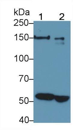 L1-Cell Adhesion Molecule (L1CAM) Mouse Polyclonal Antibody