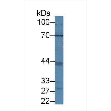 ATP Binding Cassette Transporter G2 (ABCG2) Mouse Polyclonal Antibody