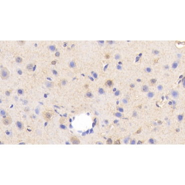 Sialic Acid Binding Ig Like Lectin 5 (SIGLEC5) Human Polyclonal Antibody