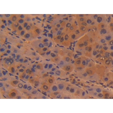 Sialoadhesin (SN) Human Polyclonal Antibody