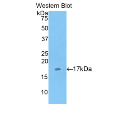 Sialoadhesin (SN) Human Polyclonal Antibody