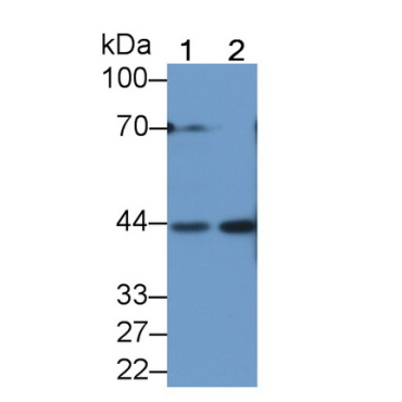 Kallikrein 1 (KLK1) Human Polyclonal Antibody