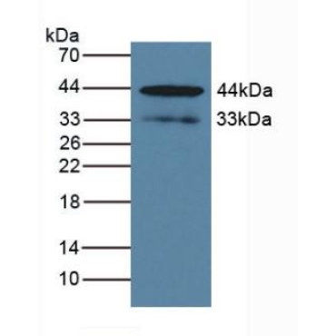 Kallikrein 1 (KLK1) Mouse Polyclonal Antibody