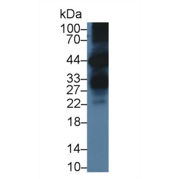 Kallikrein 1 (KLK1) Mouse Polyclonal Antibody