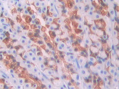 Kallikrein 1 (KLK1) Rat Polyclonal Antibody