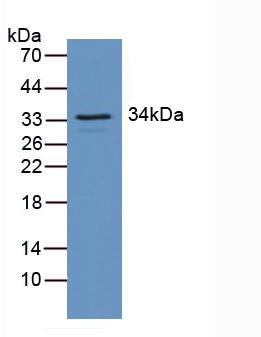 Regulator Of G Protein Signaling 4 (RGS4) Human Polyclonal Antibody