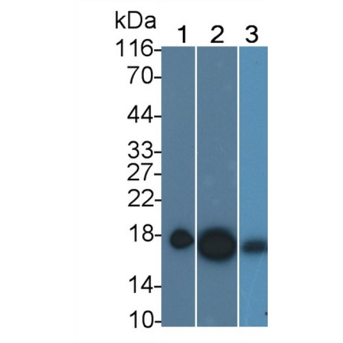 Cyclophilin A (CYPA) Bovine (Cattle) Polyclonal Antibody