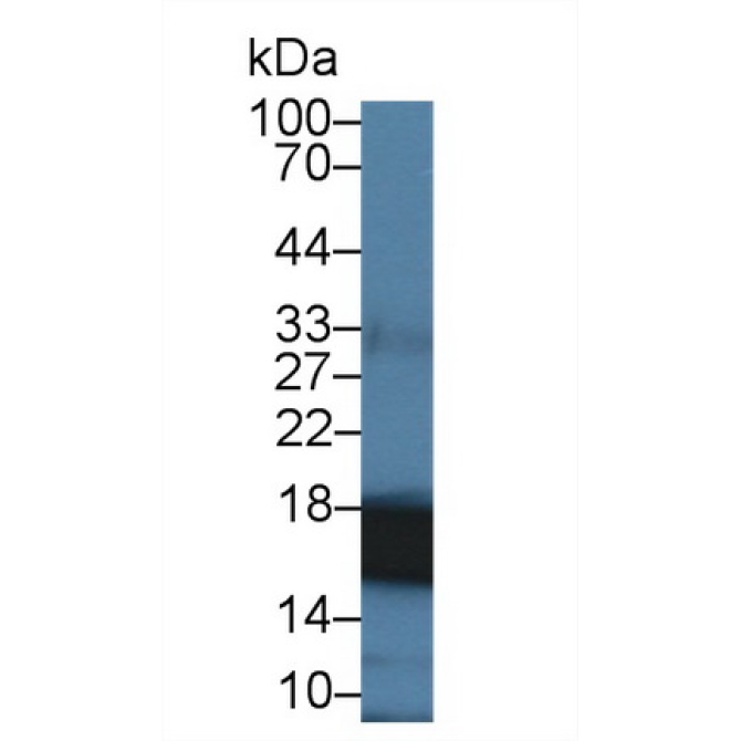 Cyclophilin A (CYPA) Human Polyclonal Antibody