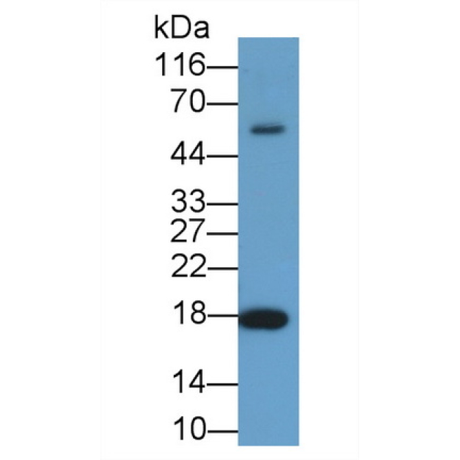 Cyclophilin A (CYPA) Mouse Polyclonal Antibody