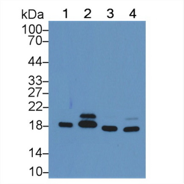 Cyclophilin A (CYPA) Mouse Polyclonal Antibody