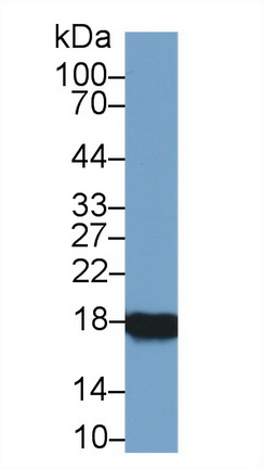 Cyclophilin A (CYPA) Rat Polyclonal Antibody