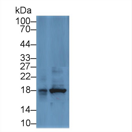 Cyclophilin A (CYPA) Rhesus monkey (Simian) Polyclonal Antibody