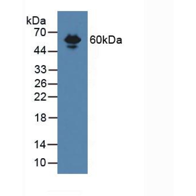 Endoglin (ENG) Mouse Polyclonal Antibody