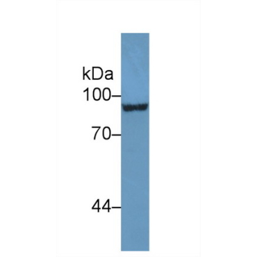 Endoglin (ENG) Mouse Polyclonal Antibody