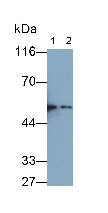 Cholinergic Receptor, Muscarinic 1 (CHRM1) Rat Polyclonal Antibody