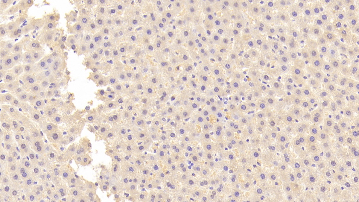 Protein Tyrosine Phosphatase Receptor Type H (PTPRH) Rat Polyclonal Antibody