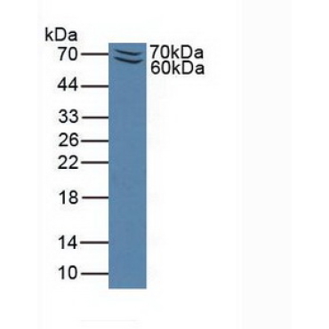 P-Selectin Glycoprotein Ligand 1 (PSGL1) Mouse Polyclonal Antibody