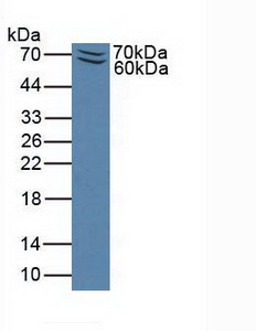 P-Selectin Glycoprotein Ligand 1 (PSGL1) Mouse Polyclonal Antibody