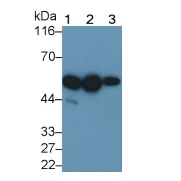 Cytochrome P450 2E1 (CYP2E1) Mouse Polyclonal Antibody