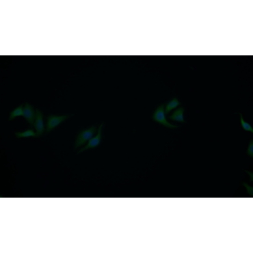 Cytochrome P450 2E1 (CYP2E1) Mouse Polyclonal Antibody