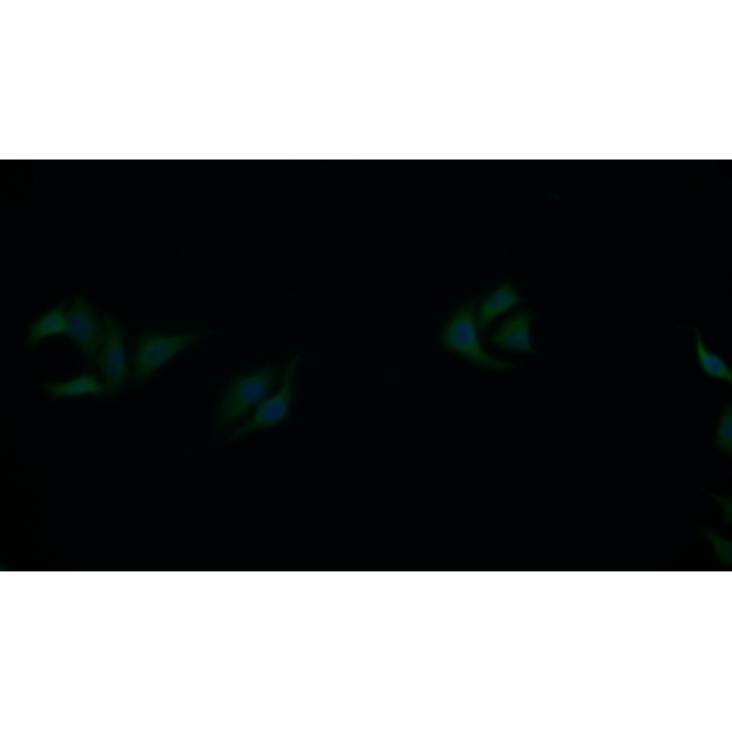 Cytochrome P450 2E1 (CYP2E1) Mouse Polyclonal Antibody