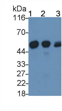 Cytochrome P450 2E1 (CYP2E1) Rat Polyclonal Antibody