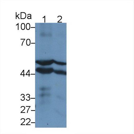 Cytochrome P450 2E1 (CYP2E1) Rat Polyclonal Antibody