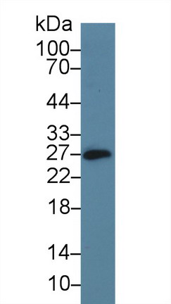 Cluster Of Differentiation 160 (CD160) Mouse Polyclonal Antibody