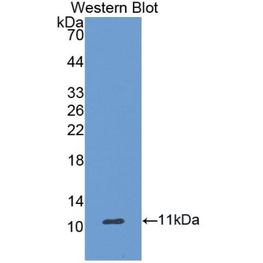 Ghrelin (GHRL) Human Polyclonal Antibody