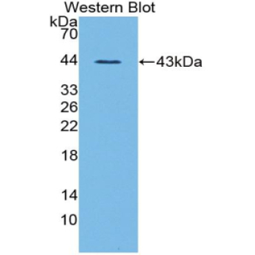 Ghrelin (GHRL) Mouse Polyclonal Antibody