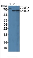 Mucin 20 (MUC20) Rat Polyclonal Antibody