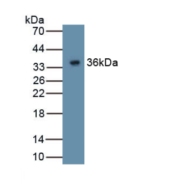 Glypican 4 (GPC4) Human Polyclonal Antibody