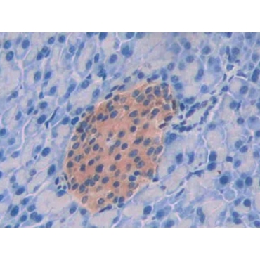Glypican 4 (GPC4) Mouse Polyclonal Antibody