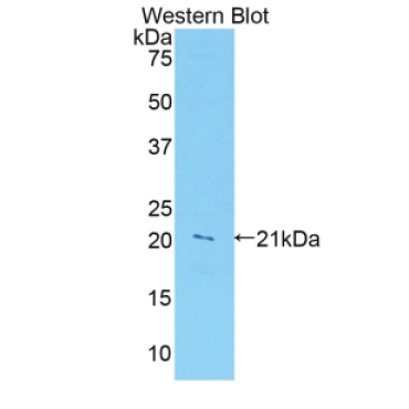 Leukocyte Associated Immunoglobulin Like Receptor 1 (LAIR1) Human Polyclonal Antibody