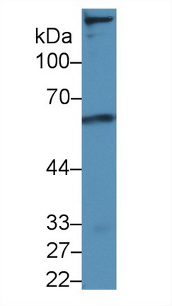 Low Density Lipoprotein Receptor (LDLR) Rat Polyclonal Antibody
